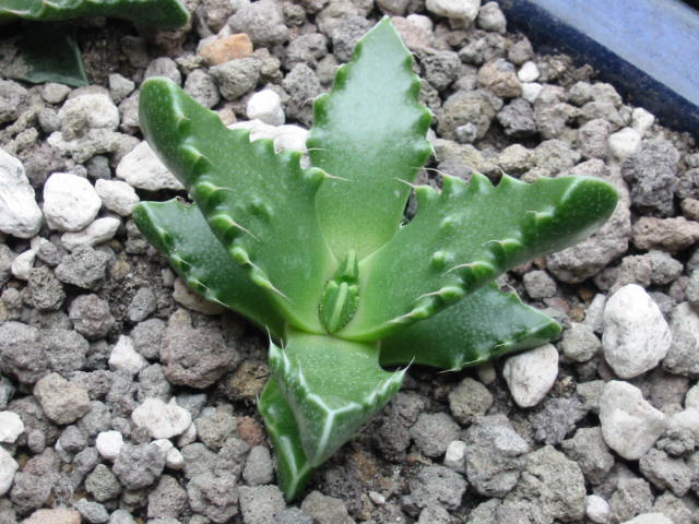 Blüte 096.jpg