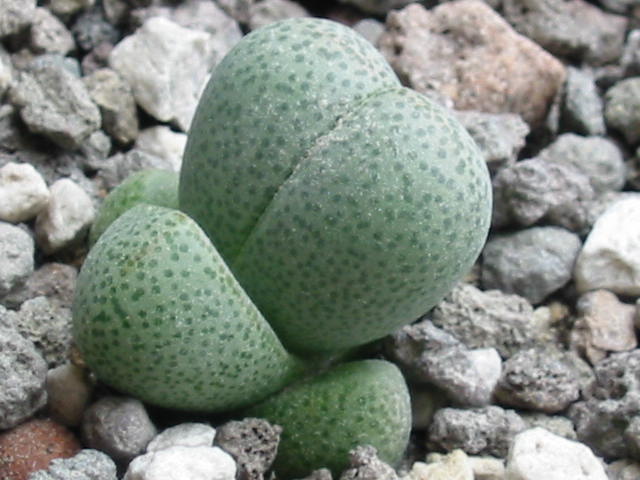 Blüte 098.jpg
