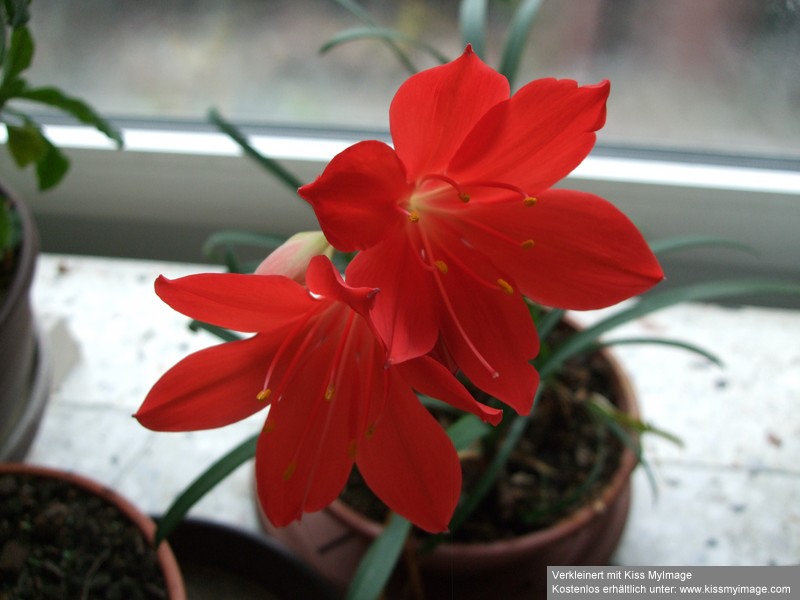 Vallota speciosa_klein.jpg