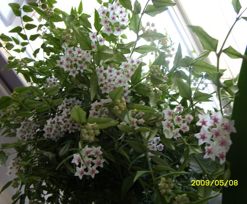 Hoya bella