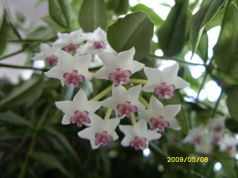 Hoya bella Nahaufnahme