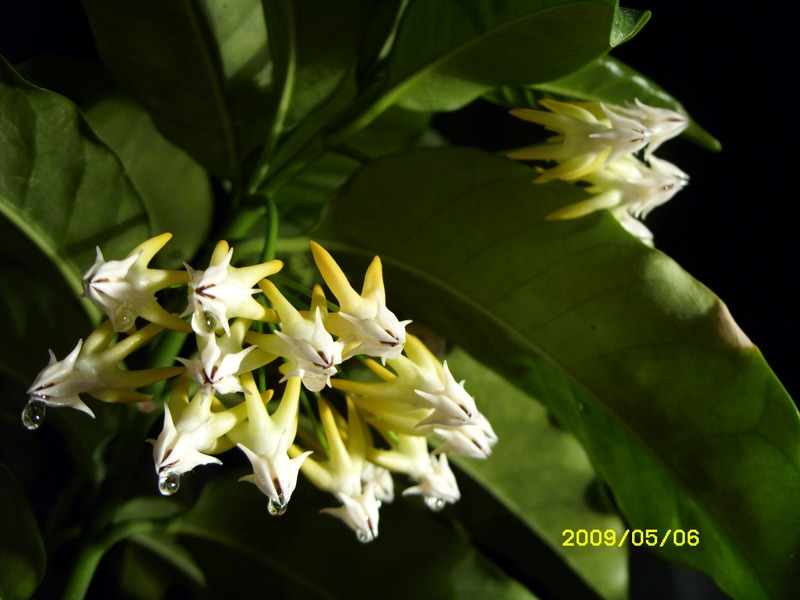 Hoya multiflora