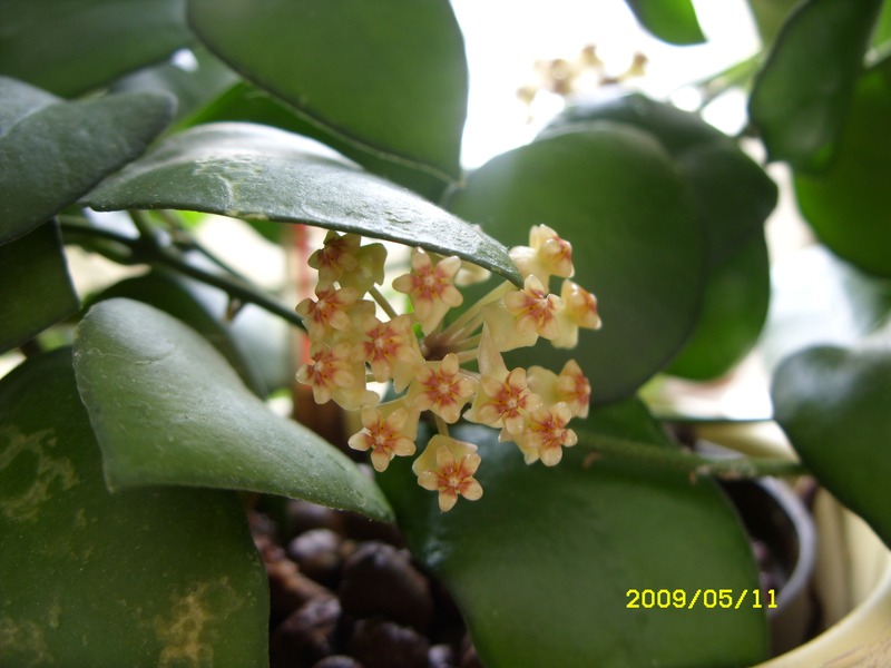 Hoya aff. bilobata