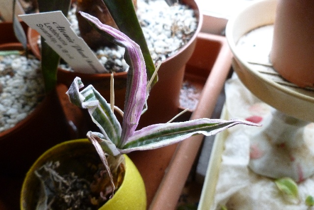 ov_p1020116.jpg