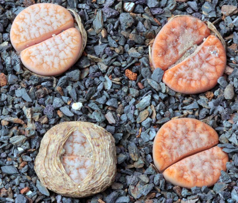 Lithops gracilidelineata "Cafe' au Lait"