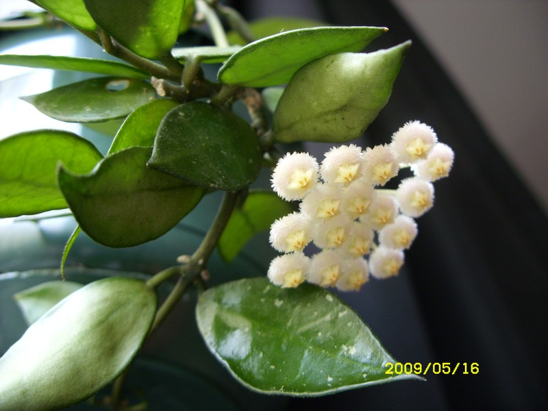 hoya lacunosa
